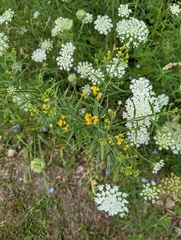 Euthamia graminifolia