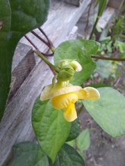 Vigna luteola