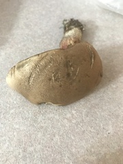 Butyriboletus peckii