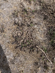 Acaena pinnatifida californica