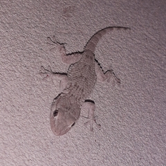 Tarentola mauritanica