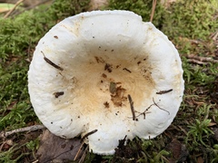 Lactifluus deceptivus