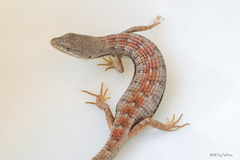 Elgaria multicarinata