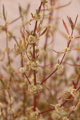 Alternanthera angustifolia