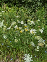 Euthamia graminifolia