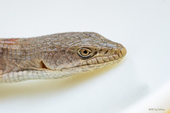 Elgaria multicarinata