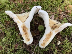 Lactifluus deceptivus