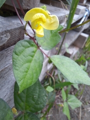 Vigna luteola