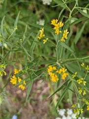 Euthamia graminifolia
