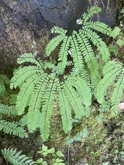 Adiantum aleuticum