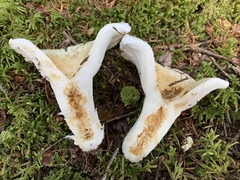 Lactifluus deceptivus