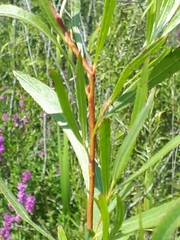 Salix interior