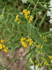 Euthamia graminifolia