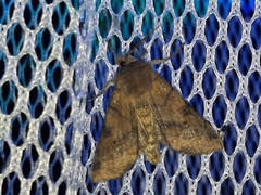 Noctuoidea