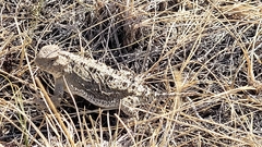 Phrynosoma hernandesi