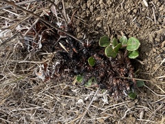 Eriogonum latifolium