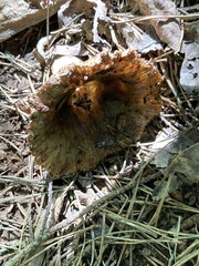 Coltricia cinnamomea