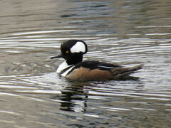 Lophodytes cucullatus