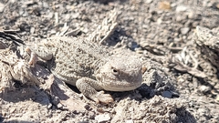 Phrynosoma hernandesi