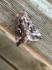 Autographa