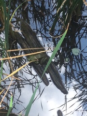 Lithobates catesbeianus