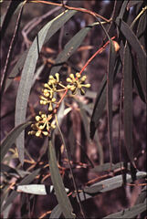 Eucalyptus amygdalina