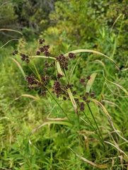 Scirpus atrovirens