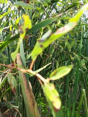 Salix amygdaloides