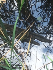 Lithobates catesbeianus
