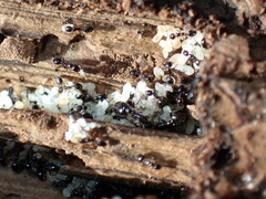 Monomorium ergatogyna