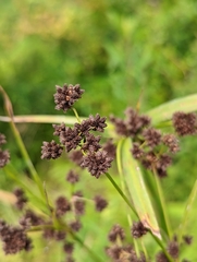 Scirpus atrovirens