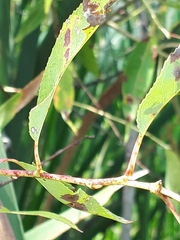 Salix amygdaloides