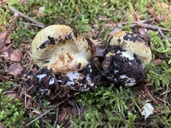 Calonarius subsulfurinus