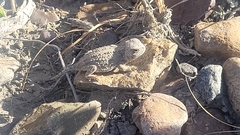 Phrynosoma hernandesi