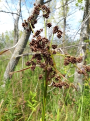Scirpus atrovirens