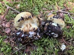 Calonarius subsulfurinus