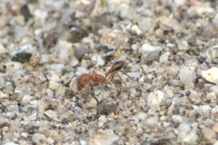 Pogonomyrmex