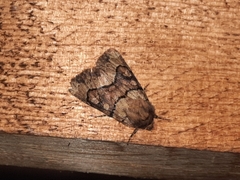 Noctuidae