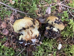 Calonarius subsulfurinus