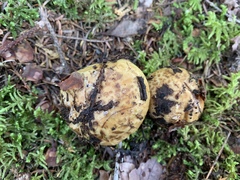 Calonarius subsulfurinus