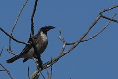 Philemon corniculatus