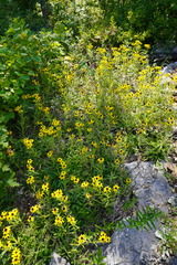 Rudbeckia missouriensis