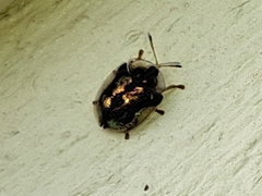 Deloyala guttata
