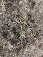 Lupinus albifrons