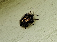 Deloyala guttata