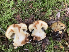 Calonarius subsulfurinus