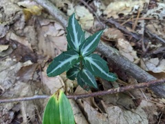 Chimaphila maculata