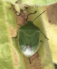 Chlorochroa persimilis