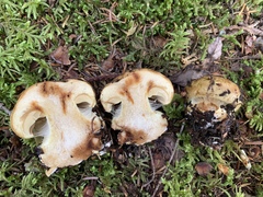 Calonarius subsulfurinus