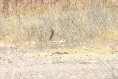 Ammospermophilus harrisii